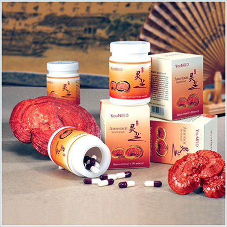 капсулы «Линчжи» и гриб трутовик