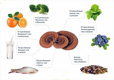 питательная ценность ганодермы