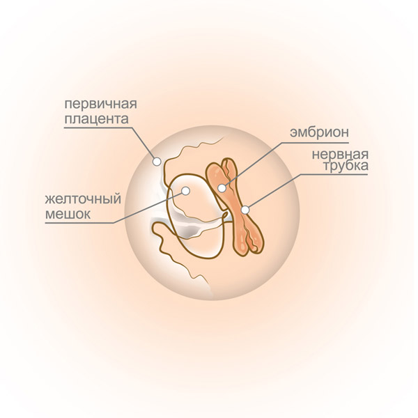 Беременность: 5 неделя Беременность: 5 неделя