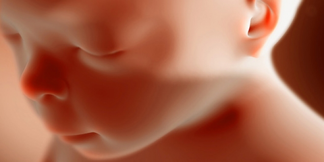 Двадцатая неделя беременности Двадцатая неделя беременности