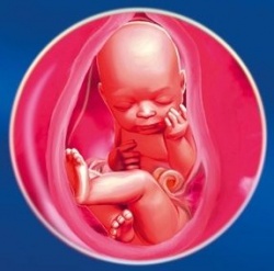 35 неделя беременности 35 неделя беременности