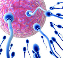 Как происходит зачатие ребенка Как происходит зачатие ребенка