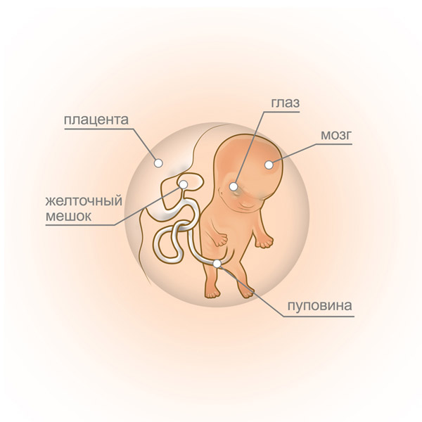 Ощущения на десятой неделе беременности 10 неделя беременности