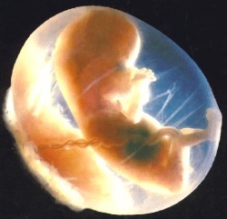 1 триместр беременности 1 триместр беременности