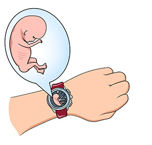 Развитие внутренних органов и систем плода на 10 неделе беременности Беременность 10 недель