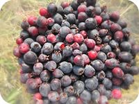 Ирга при беременности Ирга при беременности