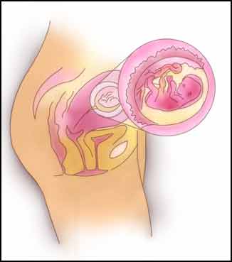 8 неделя беременности: фото живота 8 неделя беременности: фото живота