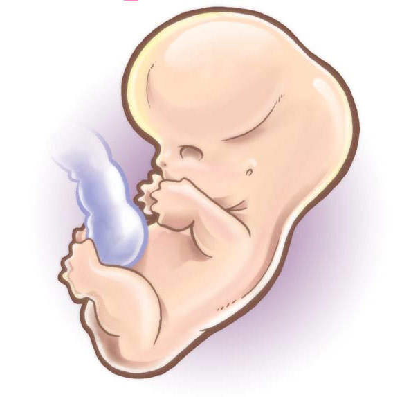 Девятая неделя беременности Календарь беременности 9 неделя