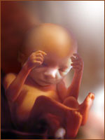 Двадцать четвертая неделя беременности Двадцать четвертая неделя беременности