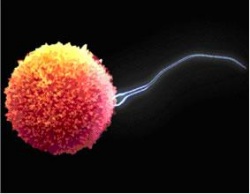 Как зачать ребенка Как зачать ребенка