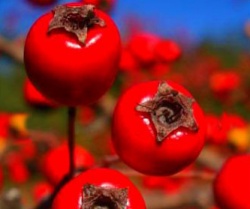 Боярышник при беременности Боярышник при беременности