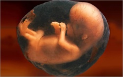 9 неделя беременности 9 неделя беременности