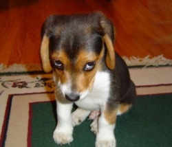 Грусть побитой собаки, синдром прикроватного варана Грусть побитой собаки, синдром прикроватного варана