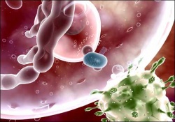 Инфекции при беременности Инфекции при беременности