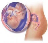 восемнадцатой неделе беременности 18 неделя беременности