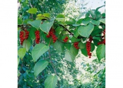 Лимонник китайский полезные свойства и противопоказания Лимонник китайский полезные свойства и противопоказания