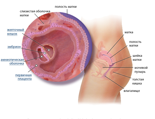 4 неделя беременности: фото живота 4 неделя беременности: фото живота