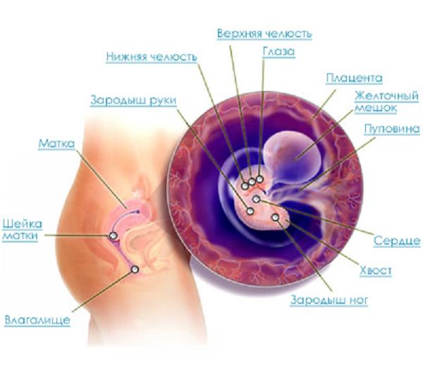 Беременность 6 недель Беременность 6 недель