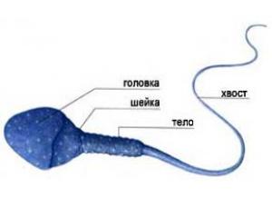 фактор, влияющий на мужскую фертильность Натуральные способы повышения фертильности