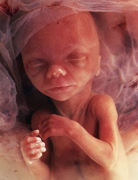 14 неделя беременности, описание развития плода 14 недель беременности – ощущения, развитие плода, фото