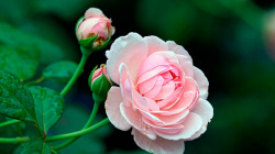 Как выбрать розы 80 см на подарок Как выбрать розы 80 см на подарок