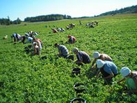 Сезонный заработок Сезонный заработок