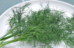 Укроп при беременности Укроп при беременности