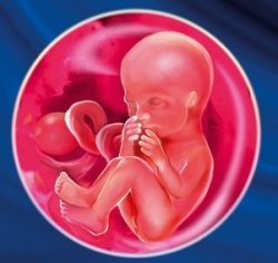 15 неделя беременности 15 неделя беременности