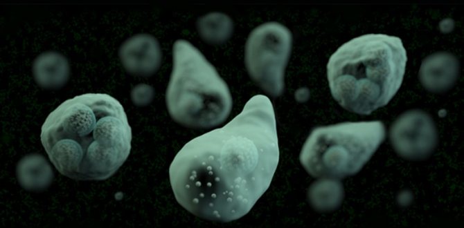 амебная дизентирия