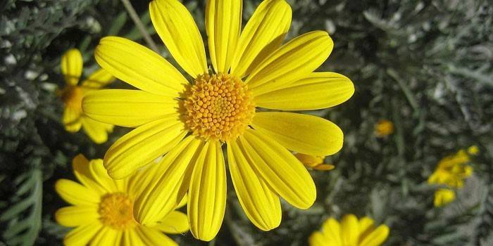 Цветущая арника горная