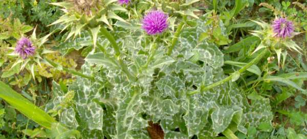 Использование расторопши для лечения панкреатита поджелудочной железы