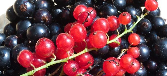 Как и когда можно есть смородину при панкреатите?