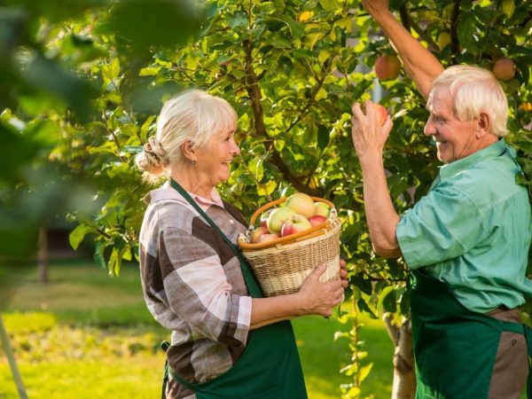 Как кушать яблоки при панкреатите