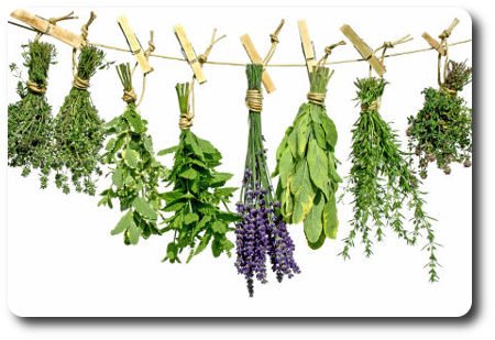 Какие травы помогают от изжоги и гастрита