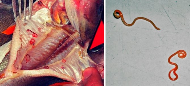 Карась с глистами можно ли есть