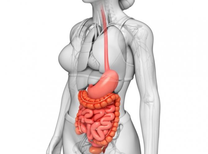 кишечник человека