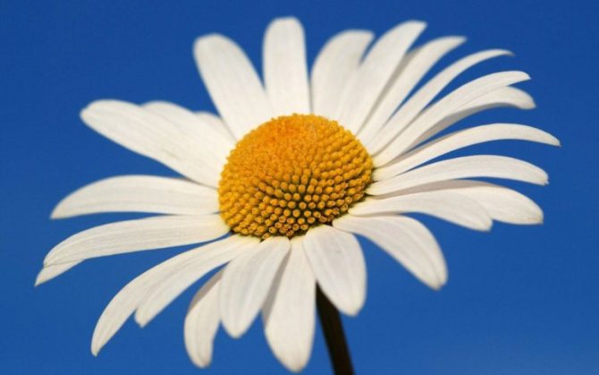 Краткое описание растения