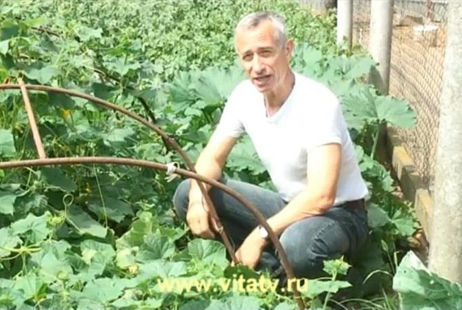 Лечение геморроя огурцом: видео и отзывы Малахова и Попова