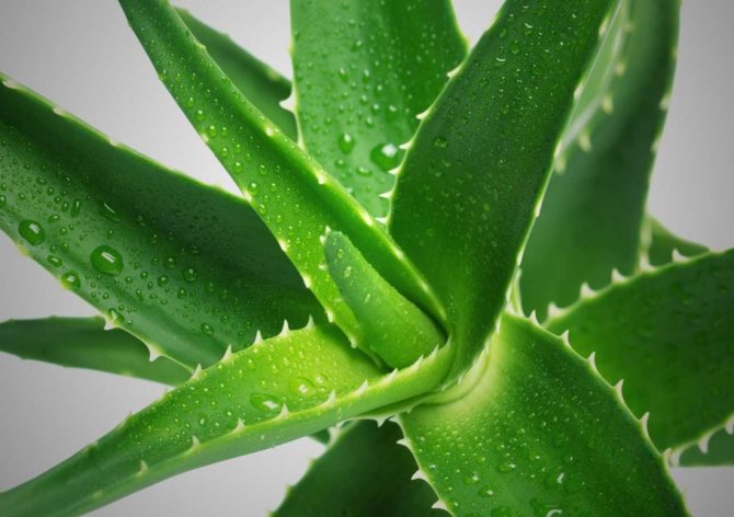 Листья алоэ