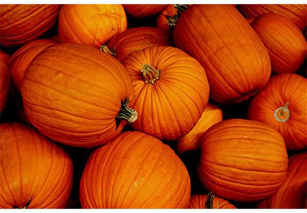 много тыквы