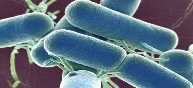 молочнокислые бактерии