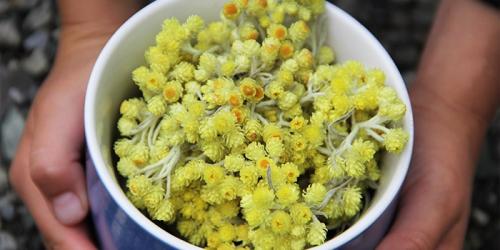 Народные средства от рака молочной железы. Народные методы лечения рака молочной железы