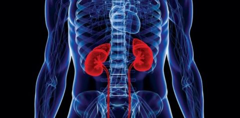 Отчего болит почка с левой стороны: симптомы и основные методы ...
