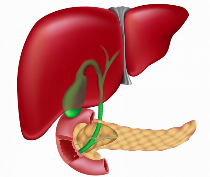 Печень и поджелудочная железа
