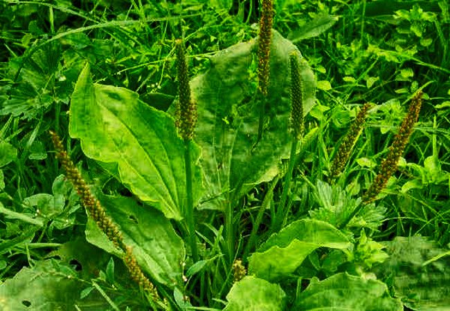 Подорожник для жкт