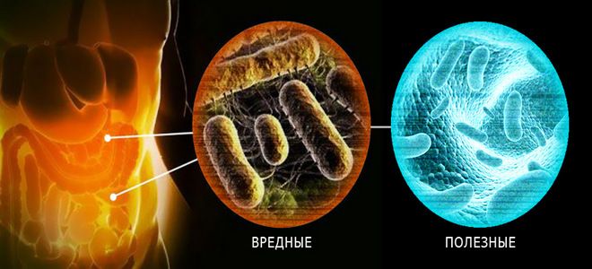 полезные и вредные бактерии