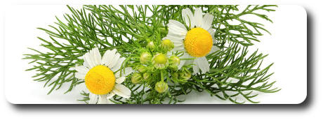 Польза ромашки при гастрите