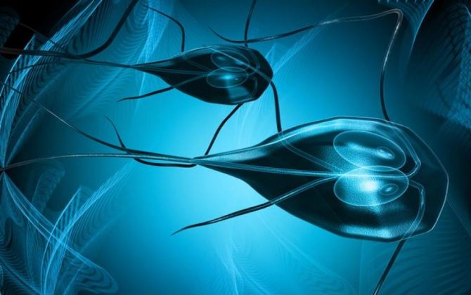 Проникновение лямблий в печень