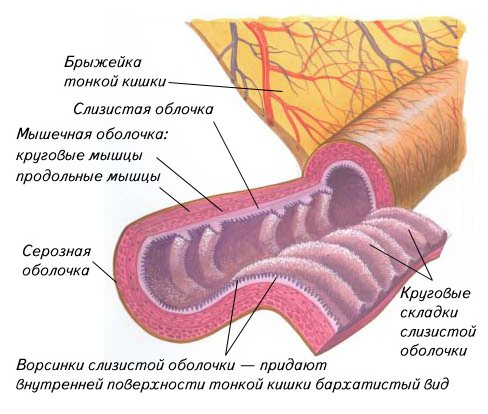Симптомы воспаления брыжейки кишечника