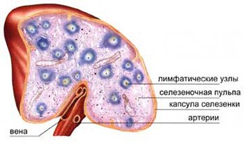 Строение селезенки